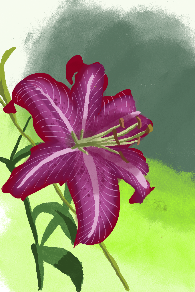 a sungazer lily